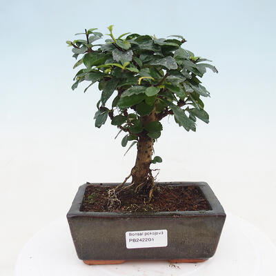 Izbová bonsai - Carmona macrophylla - Čaj fuki - 1