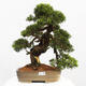 Vonkajší bonsai - Juniperus chinensis Itoigawa -Jalovec čínsky - 1/5