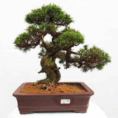 Vonkajší bonsai - Juniperus chinensis Itoigawa -Jalovec čínsky - 1