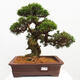 Vonkajší bonsai - Juniperus chinensis Itoigawa -Jalovec čínsky - 1/5