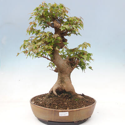 Vonkajšie bonsai - Javor Buergerianum - Javor Burgerův - 1