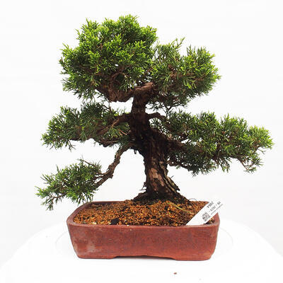 Vonkajší bonsai - Juniperus chinensis Itoigawa -Jalovec čínsky - 1