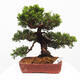 Vonkajší bonsai - Juniperus chinensis Itoigawa -Jalovec čínsky - 1/5