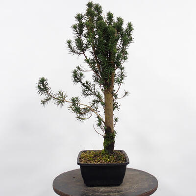 Vonkajší bonsai - Taxus cuspidata - Tis japonský - 1