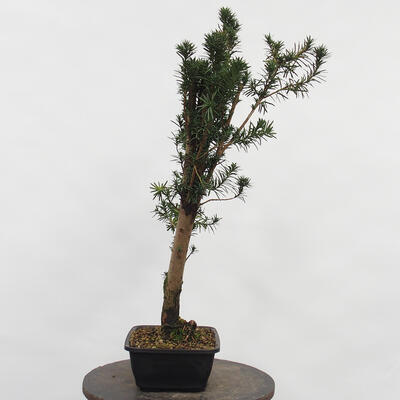 Vonkajší bonsai - Taxus cuspidata - Tis japonský - 1