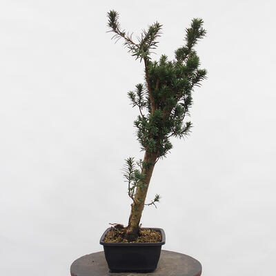 Vonkajší bonsai - Taxus cuspidata - Tis japonský - 1