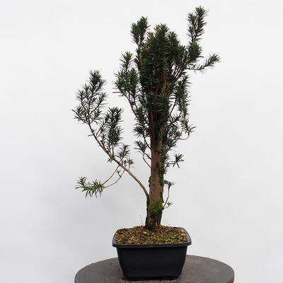 Vonkajší bonsai - Taxus cuspidata - Tis japonský - 1