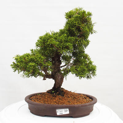 Vonkajší bonsai - Juniperus chinensis Itoigawa -Jalovec čínsky - 1