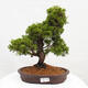 Vonkajší bonsai - Juniperus chinensis Itoigawa -Jalovec čínsky - 1/4