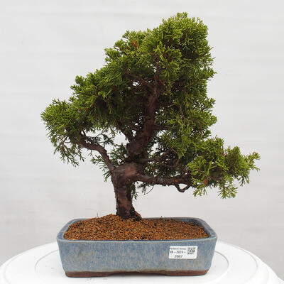 Vonkajší bonsai - Juniperus chinensis Itoigawa -Jalovec čínsky - 1