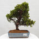 Vonkajší bonsai - Juniperus chinensis Itoigawa -Jalovec čínsky - 1/4