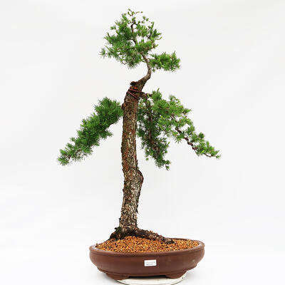 Vonkajší bonsai -Larix decidua - Smrekovec opadavý - Len paletová preprava - 1