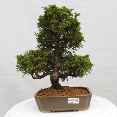 Vonkajší bonsai - Juniperus chinensis Itoigawa -Jalovec čínsky - 1