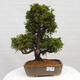 Vonkajší bonsai - Juniperus chinensis Itoigawa -Jalovec čínsky - 1/4