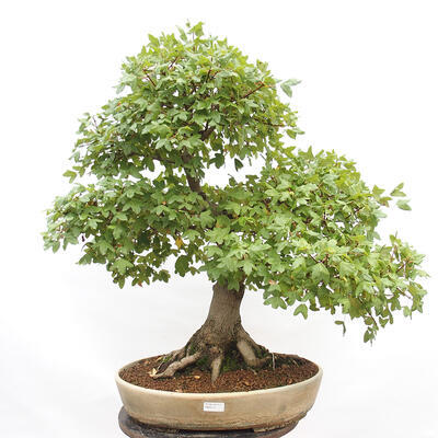 Vonkajší bonsai - Javor Francúzsky - Acer Nonspessulanum - 1
