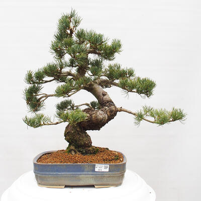 Vonkajšie bonsai - Pinus parviflora - Borovica drobnokvetá - 1