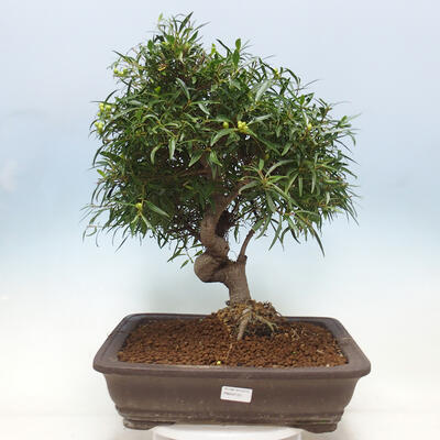 Izbová bonsai - Ficus nerifolia - malolistý fikus - 1