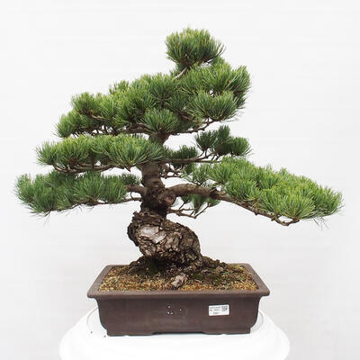 Vonkajšie bonsai - Pinus parviflora - Borovica drobnokvetá - 1