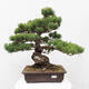 Vonkajšie bonsai - Pinus parviflora - Borovica drobnokvetá - 1/5