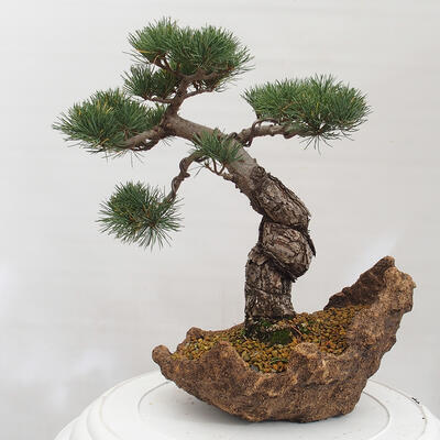 Vonkajšie bonsai - Pinus parviflora - Borovica drobnokvetá - 1