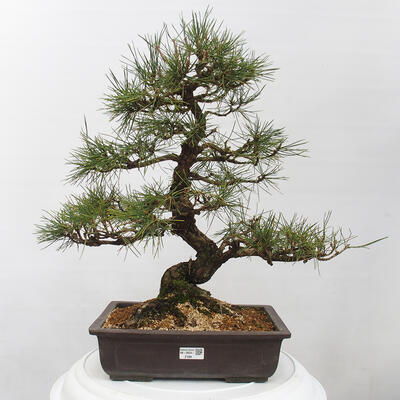 Vonkajšie bonsai - Pinus thunbergii - Borovica thunbergova - 1