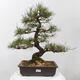 Vonkajšie bonsai - Pinus thunbergii - Borovica thunbergova - 1/5