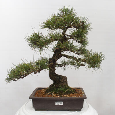 Vonkajšie bonsai - Pinus thunbergii - Borovica thunbergova - 1