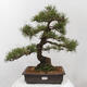 Vonkajšie bonsai - Pinus thunbergii - Borovica thunbergova - 1/5