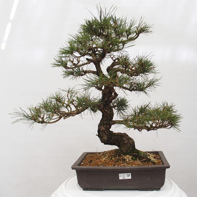 Vonkajšie bonsai - Pinus thunbergii - Borovica thunbergova - 1