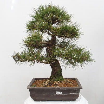 Vonkajšie bonsai - Pinus thunbergii - Borovica thunbergova - 1