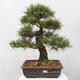 Vonkajšie bonsai - Pinus thunbergii - Borovica thunbergova - 1/5