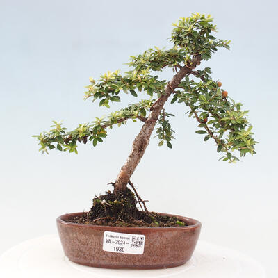 Vonkajší bonsai - Cotoneaster dám. Skogholm - Skalník - 1