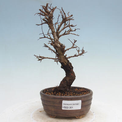 Vonkajšie bonsai - Zelkova - Zelkova Nirom - 1