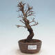 Vonkajšie bonsai - Zelkova - Zelkova Nirom - 1/5