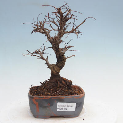 Vonkajšie bonsai - Zelkova - Zelkova Nirom - 1