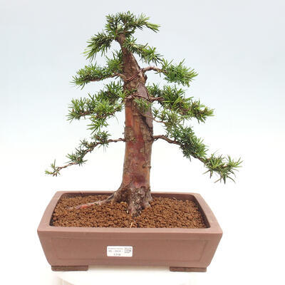 Vonkajší bonsai - Taxus cuspidata - Tis japonský - 1