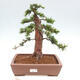 Vonkajší bonsai - Taxus cuspidata - Tis japonský - 1/6