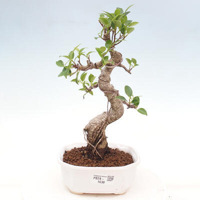 Izbová bonsai - Ficus kimmen - malolistá fikus