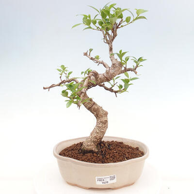 Izbová bonsai - Ficus retusa - malolistá fikus - 1