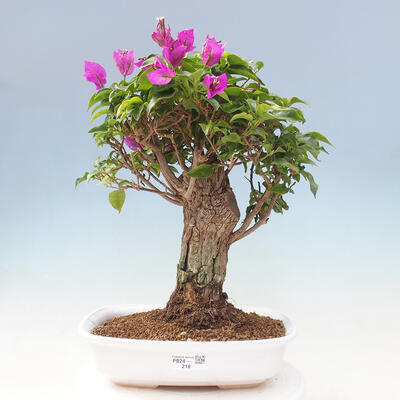 Izbová bonsai - Bouganwilea - 1