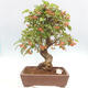 Vonkajší bonsai -Malus halliana - Maloplodá jabloň - 1/6