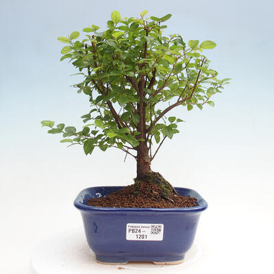 Izbová bonsai - Sagerécia thea - Sagerécia thea - 1