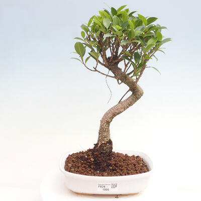 Izbová bonsai - Ficus kimmen - malolistá fikus