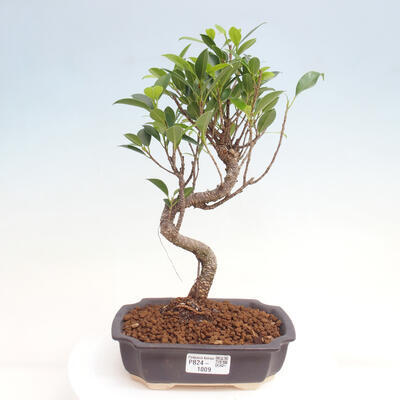 Izbová bonsai - Ficus kimmen - malolistá fikus