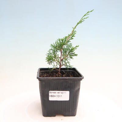 Vonkajší bonsai - Juniperus chinensis ITOIGAWA -Jalovec čínsky