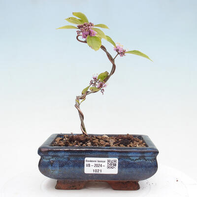 Vonkajšia bonsai - krásnoplodka - Callicarpa bodinierova profusion - 1