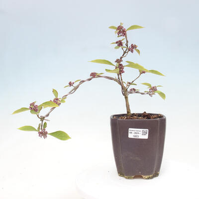 Vonkajšia bonsai - krásnoplodka - Callicarpa bodinierova profusion - 1