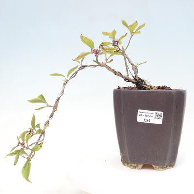 Vonkajšia bonsai - krásnoplodka - Callicarpa bodinierova profusion - 1