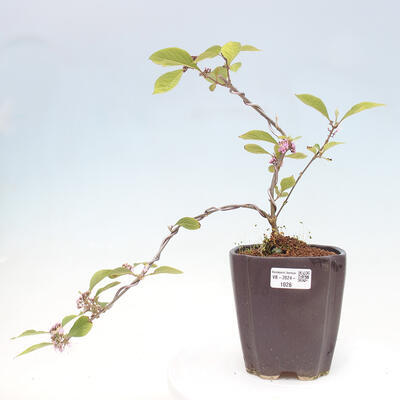 Vonkajšia bonsai - krásnoplodka - Callicarpa bodinierova profusion - 1