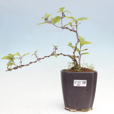 Vonkajšia bonsai - krásnoplodka - Callicarpa bodinierova profusion - 1